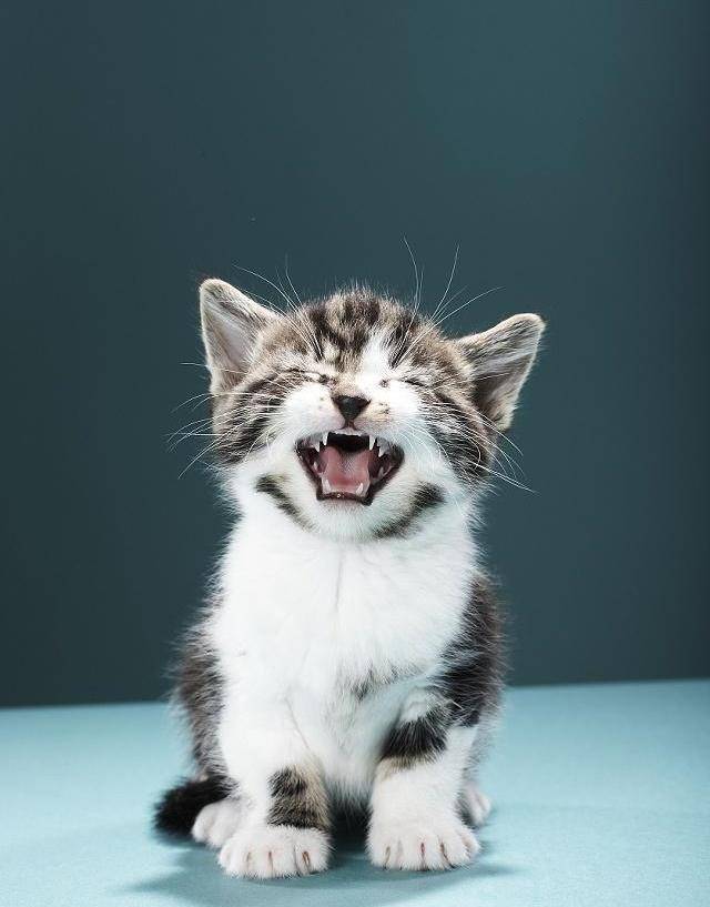 猫咪最新收藏大赏🐱💖