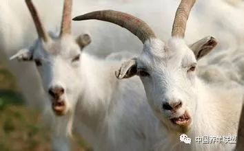 东北羊价上涨趋势全面解析，最新消息与应对策略指南